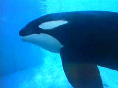 Shamu Cam - Orca - the killer whale Photo (33242220) - Fanpop