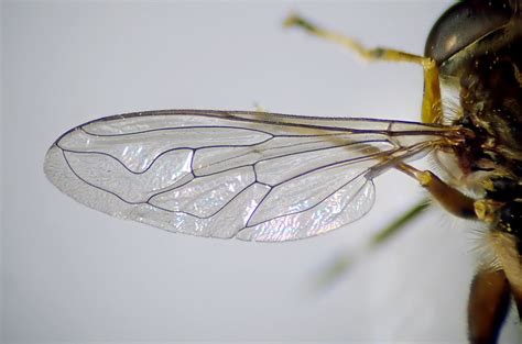 Anasimyia Contracta Male Wing Longleat Forest Wiltshire Flickr