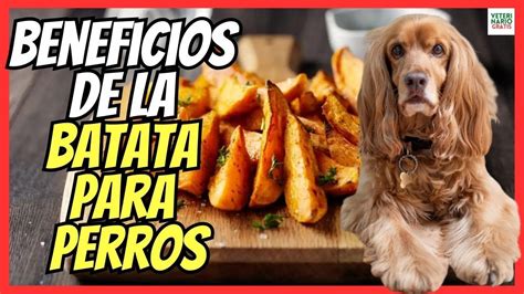 Los Perros Pueden Comer Boniato Youtube