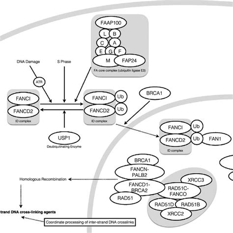 Growth Hormone Receptor Ghr Signaling Pathway Growth Hormone Gh