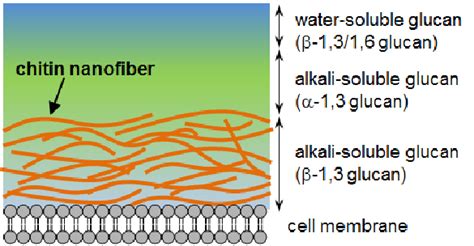 Schematic presentation of the cell-wall structure of a typical mushroom. | Download Scientific ...