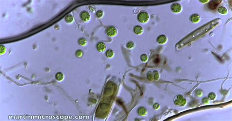 How to Make Swamp Water Under Microscope - consumergoods-services3p3