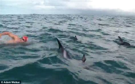 Dolphins Scare Off A Shark During British Swimmer S Hour Challenge