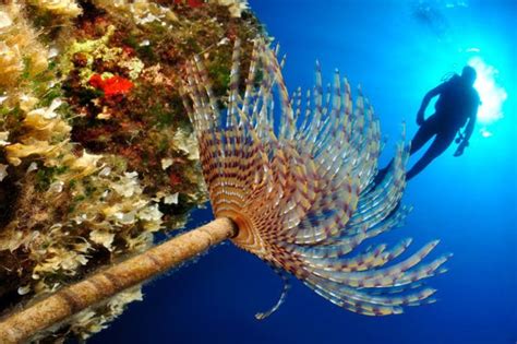 Bautismo De Buceo En Mykonos Reserva Online En Civitatis