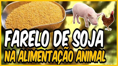 FARELO DE SOJA NA ALIMENTAÇÃO ANIMAL YouTube