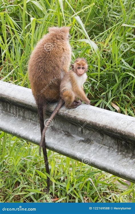 Mother and Baby Toque Macaque Monkeys in Upcountry Sri Lanka Stock ...