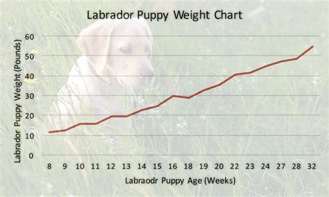 English Lab Weight Chart By Age Labrador Weight Charts