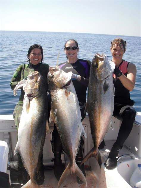 Greater Amberjack Gulf Of Mexico Fishery Management Council