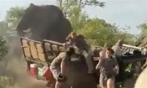 Video Shows Sex Crazed Bull Elephant Charging Trainee Safari Guides In South Africa Daily Mail