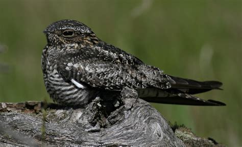 Common Nighthawk In Marquette County Wisconsin On May 15 2016 Window