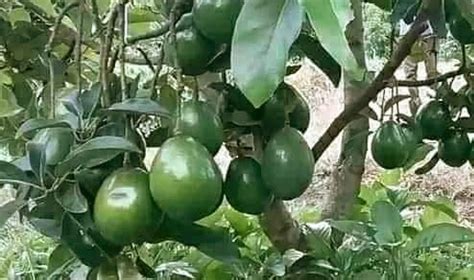 cara membuat biji alpukat untuk diabetes 1