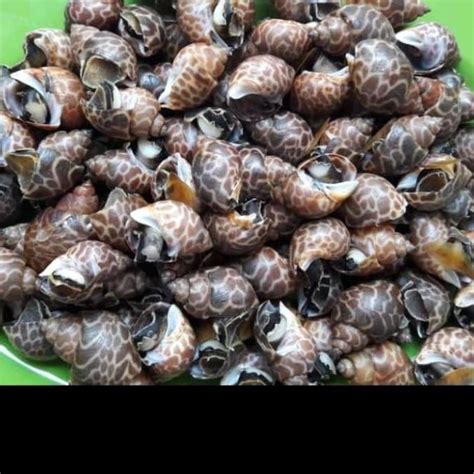 Jual Keong Macan Hidup Live Seafood Shopee Indonesia