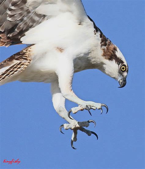 Talons Close Up Osprey Its Toes Are Of Equal Lengt Flickr