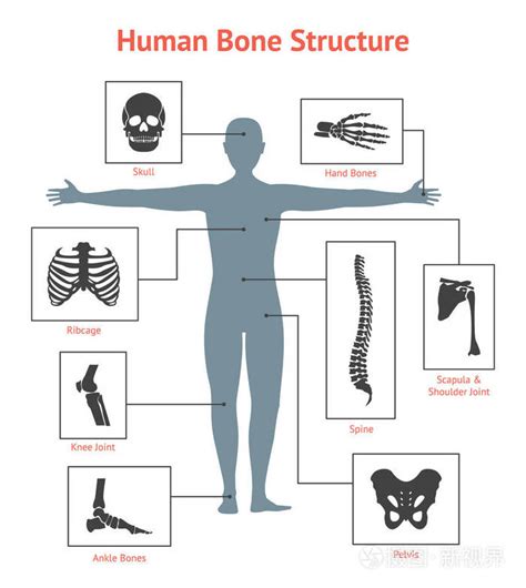 人类的骨骼和部分集卡或海报。矢量插画 正版商用图片0uupcd 摄图新视界