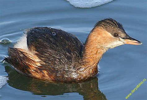 Малая поганка Tachybaptus ruficollis Little Grebe