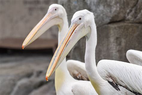 Maryland Zoo Welcomes Two Great White Pelican The Maryland Zoo