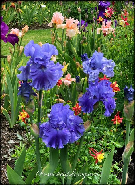 Schreiner's Iris Gardens Near Portland, Oregon · Persnickety Living