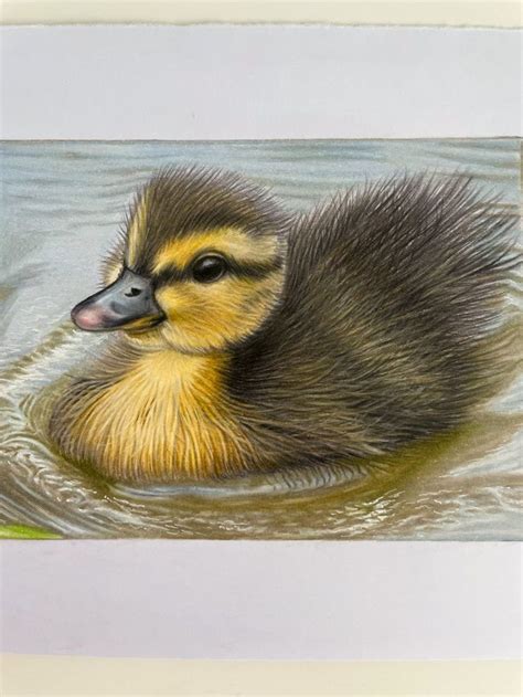 Floating Duckling On Water Original Drawing Realistic Mallard Duck