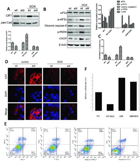 The Expression Of Crt And Er Stress Related Proteins And Apoptosis In Download Scientific