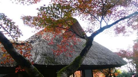 Discover Japanese Garden In Autumn At Kunenan