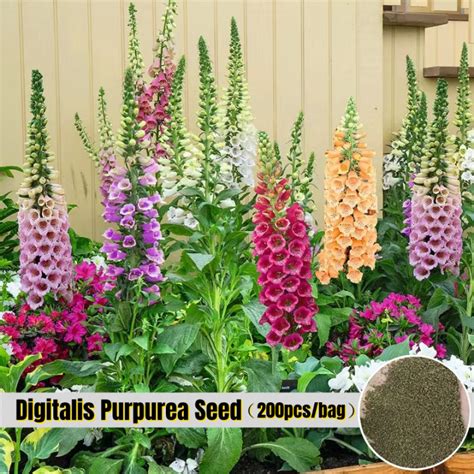 Fast Germination Mixed Colors Digitalis Purpurea Seed For Sale 200