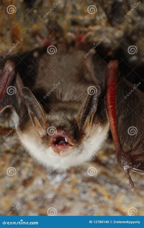 Bat with bared teeth stock photo. Image of wing, terrible - 12780140