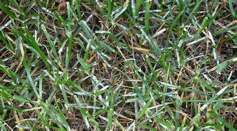 9 Widespread Turfgrass Illnesses And How You Can Handle Them