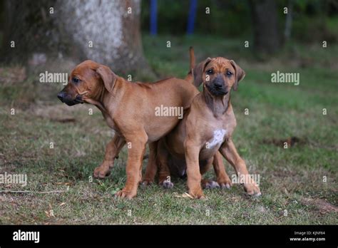 Rhodesian Ridgeback Lion Perro De Le N Africano Hound Semanas De Edad