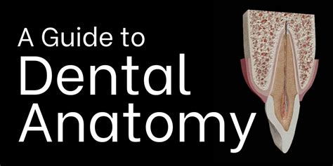 Open Wide A Guide To Dental Anatomy