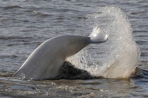 Photos: Beluga whales feeding in Turnagain Arm - Anchorage Daily News