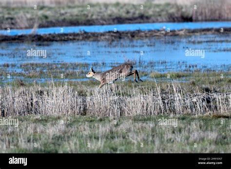 Chinese water deer fangs hi-res stock photography and images - Alamy