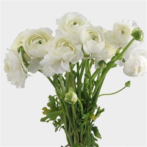 Ranunculus White Flower Wholesale Blooms By The Box