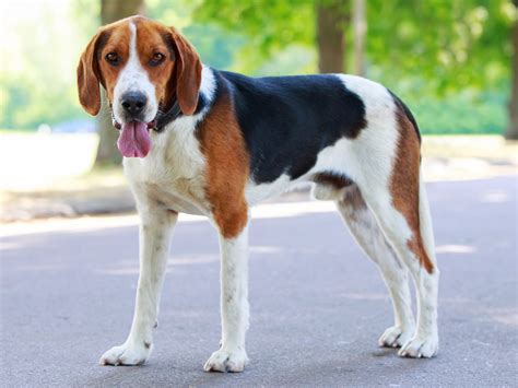 American Foxhound Hunde Treffpunkt