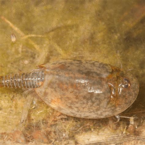 Time Travelling Trilobites Have Baby With Horseshoe Crab Conservation