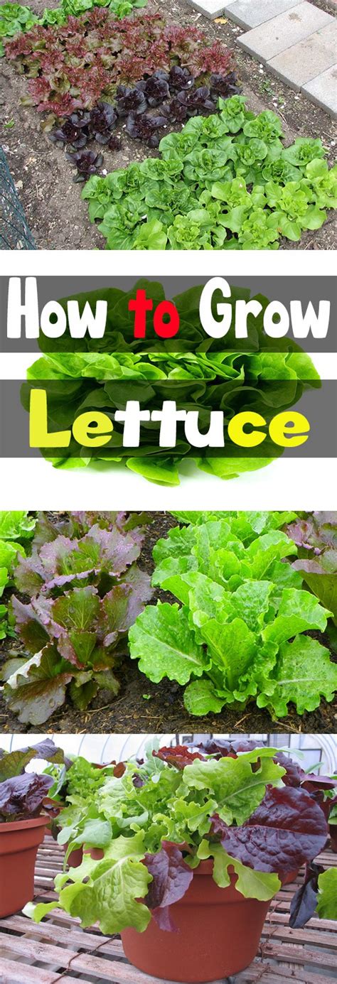 How to Grow Lettuce - organic gardening