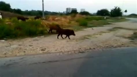 Video La Passeggiata Dei Cinghiali Vicino Al Nuovo San Paolo