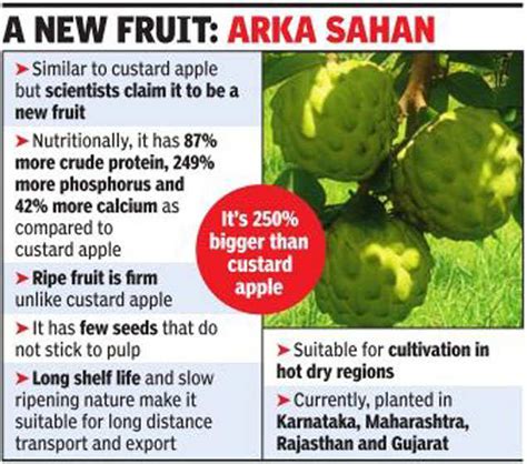 hybrid custard apple  export hope india news times  india
