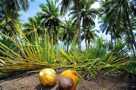 New To Sustainability Eco Facts About Coconuts 2018 Edition Eco