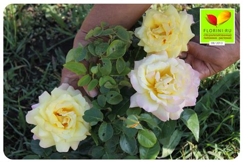 Купить Роза чайно-гибридная Глория Дей Rose Gloria Dei - в питомнике ...