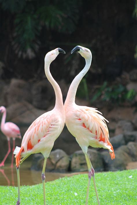 Flamingo Satwa Kebun Binatang Foto Gratis Di Pixabay Pixabay