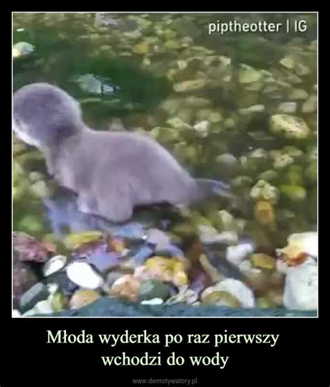 Młoda wyderka po raz pierwszy wchodzi do wody Demotywatory pl