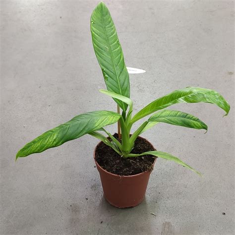 Купити Філодендрон Кампі (Philodendron Campechianum) - Декоративна ...