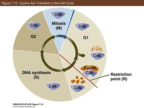 Ppt The Cell Cycle And Cell Division Powerpoint Presentation Free Download Id 4601432