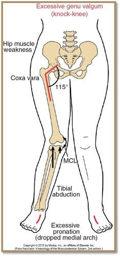 Kines Exam 3 Knee Flashcards Quizlet