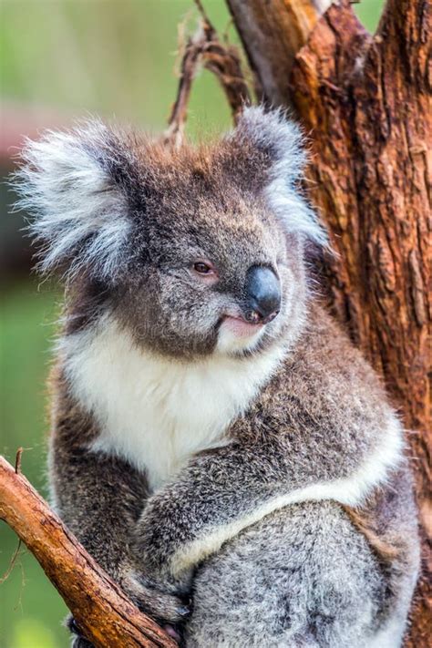 Koala Is A Marsupial Mammal Stock Photo Image Of Bear Claw 147824734