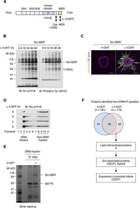 CDCP1 Promotes Compensatory Renal Growth By Integrating Src And Met