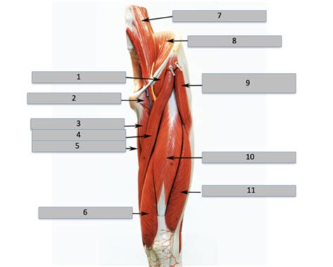 leg muscles Flashcards | Quizlet