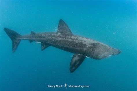 Basking Shark Cetorhinus Maximus