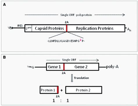 Schematic Overview Of A Function A The Fmdv Polyprotein Includes