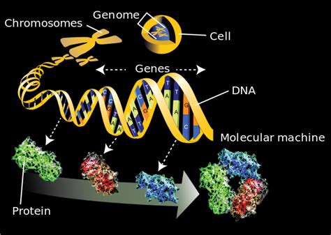 Difference Between Genomics and Proteomics | Compare the Difference ...